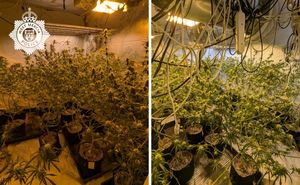 A cannabis grow estimated to be worth £100,000 was discovered in Telford. Picture: West Mercia Police.