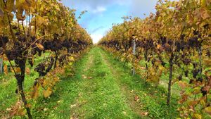 Two Beacons Vineyard