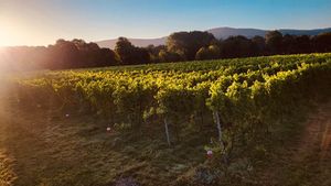 Two Beacons Vineyard