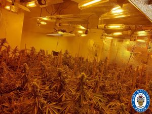 Supporting image for story: Man charged after police find 200 cannabis plants in raid on Tipton drugs factory